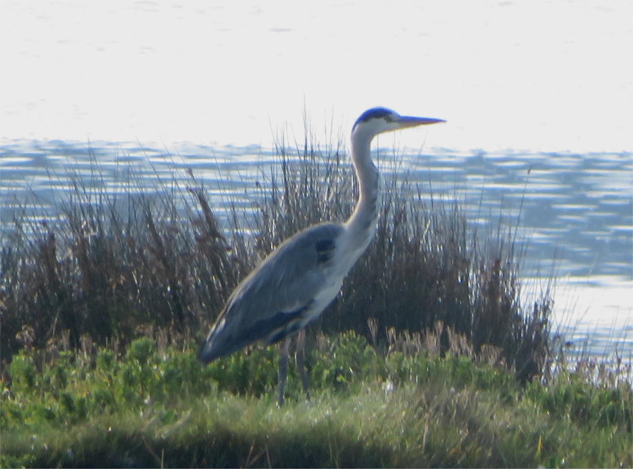 Grey heron