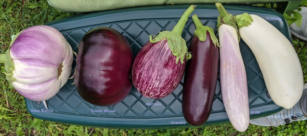 6EggplantLabels