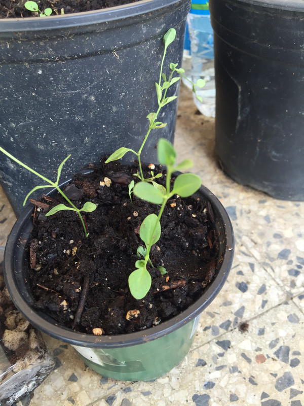 B221CF52-84AF-4BDA-B633-60050248741F