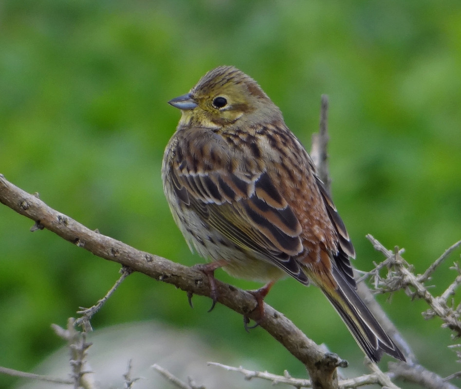 FE YELLOWHAMMER 6 200424