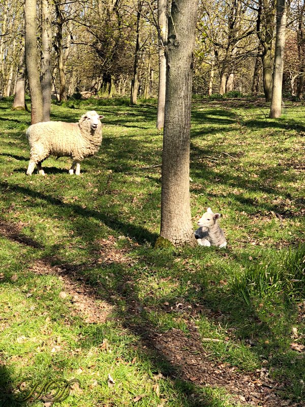 animals-ewe-lamb-HD.jpg