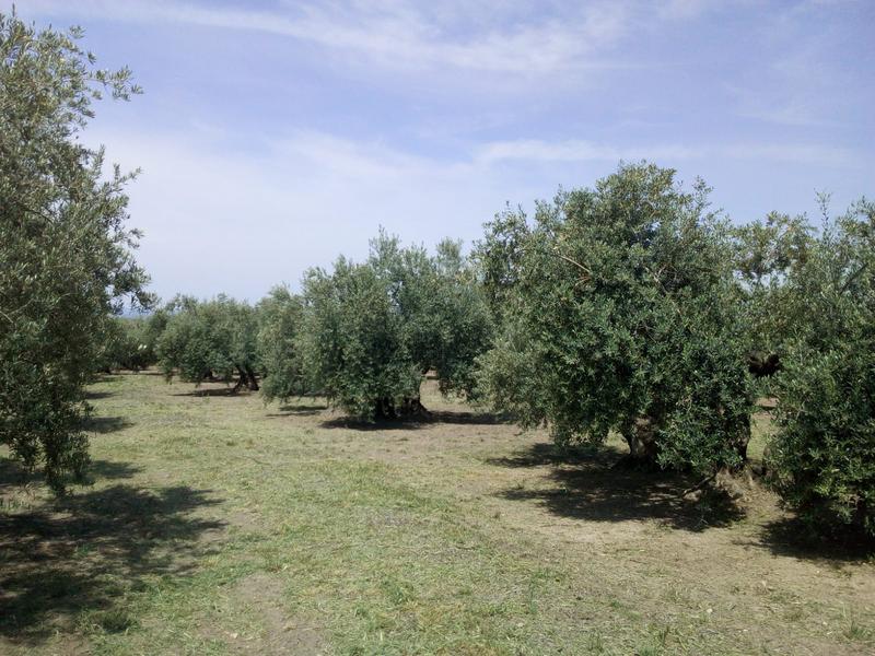 Seguimiento evolutivo finca de secano en Jaén - Página 3 1º_mayo_2018