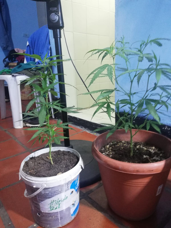 Esquejes de la Samarian golden que aparecen al principio en la preparacion del abono.