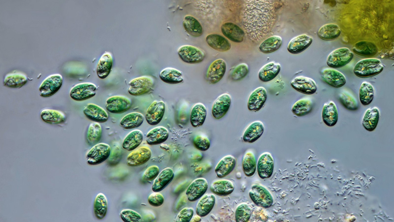 Chroomonas 02 baltica Furchenflagellat  mit Phycocyanin der Cyanos (Algal 245) DIK 100 Stack 2