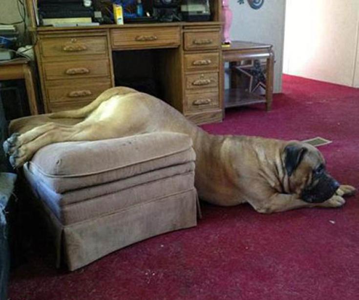 Смешные животные, которым с трудом удается освоить мебель