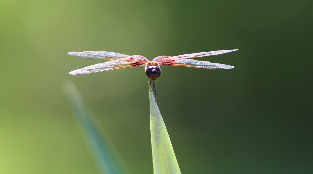 3DB56BE0-DC59-4B25-AEC3-74FBC164BD2A_1_201_a