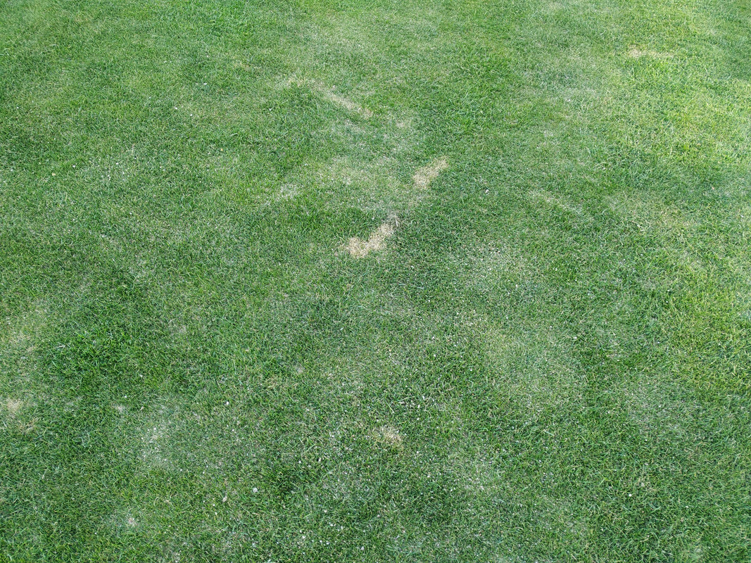 Lawn Disease: Necrotic Ring Spot |