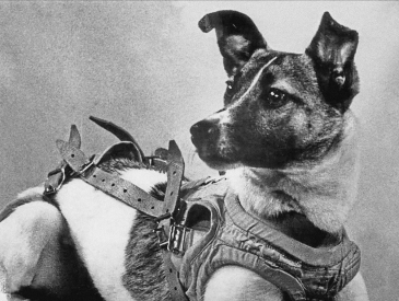 Laika Historic Space Dog