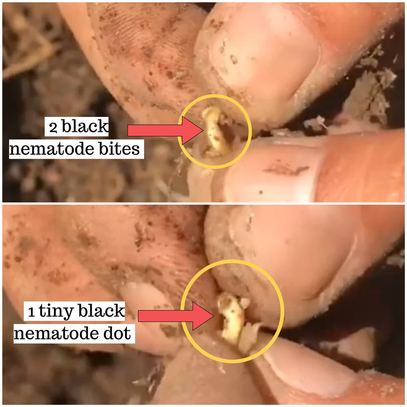 nematode-bite-dragon-fruit-roots.jpg