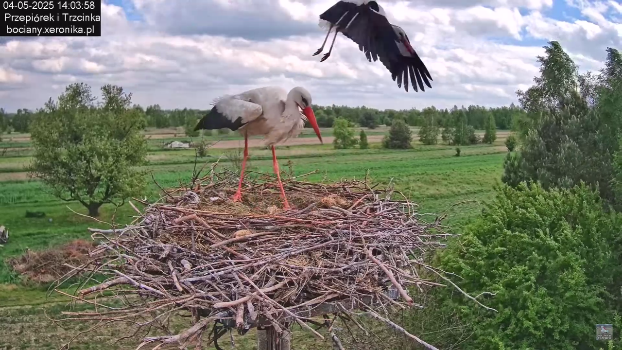 04052025bociany19
