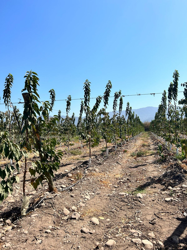 Proyecto tecnológico 2