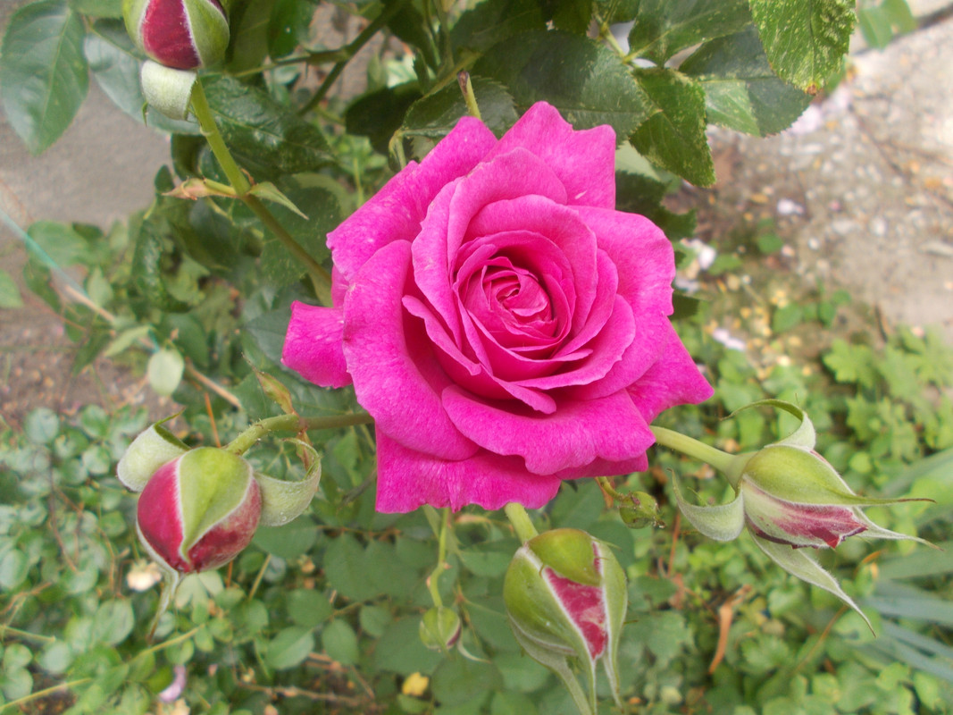 DSCN2202