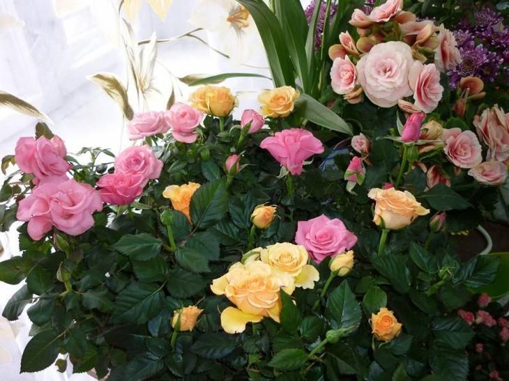 Особенности выращивания комнатных роз что нужно знать о карликовых сортах