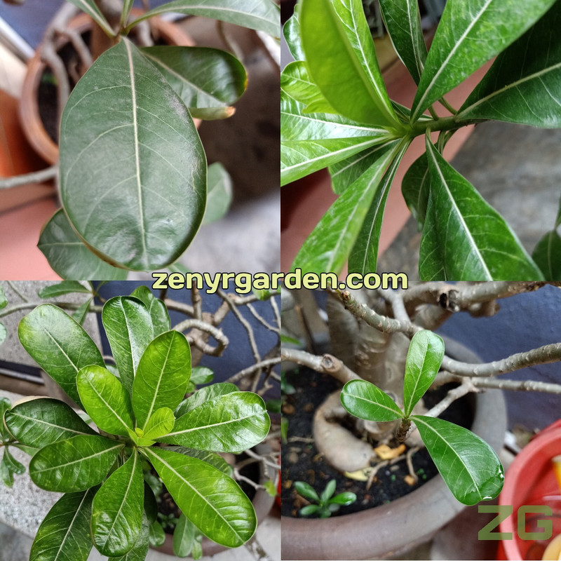 adenim-obesum-leaves.jpg