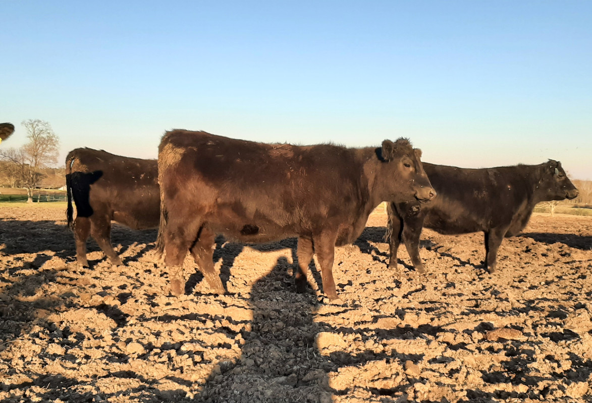029 feb15