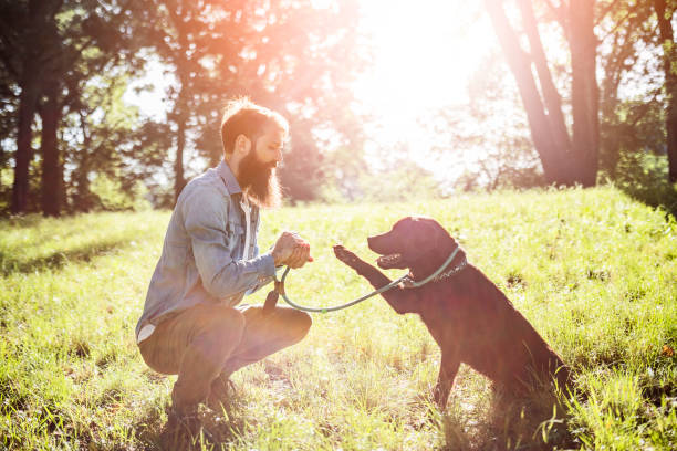 Labrador-Retriever-Dog-Puppy3.jpg