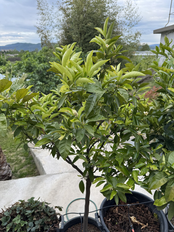 7B65E232-9AF5-483C-83E1-7FD1B0169483