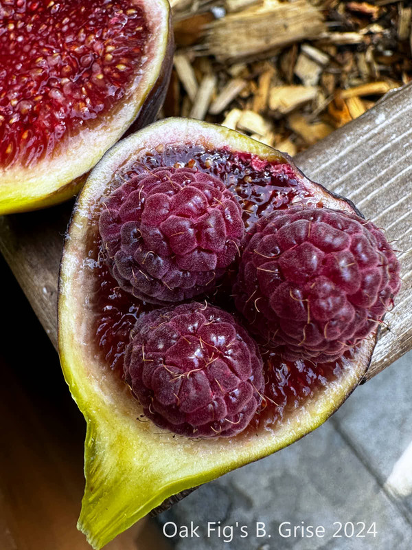 figs-569.jpg