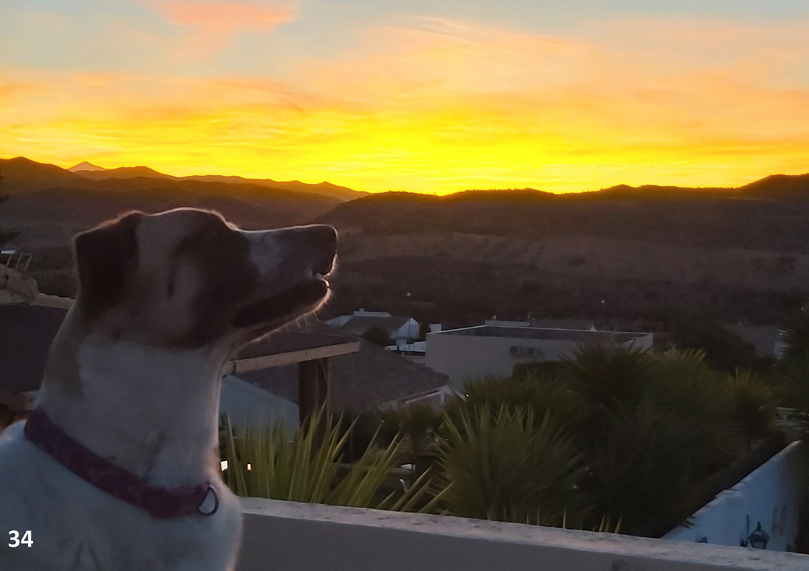 34 sunset with dog