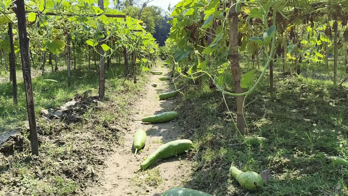 পঞ্চগড়ে লাউয়ের দাম সর্বোচ্চ ২ টাকা, লোকসানের মুখে কৃষকরা