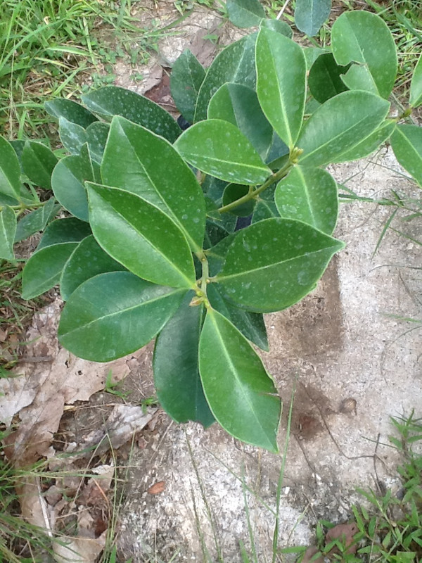 Guavaberry 2