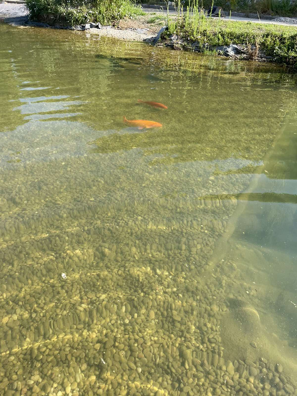 IMG-bd33069f9e1874fd2a5c568c06da1386-V