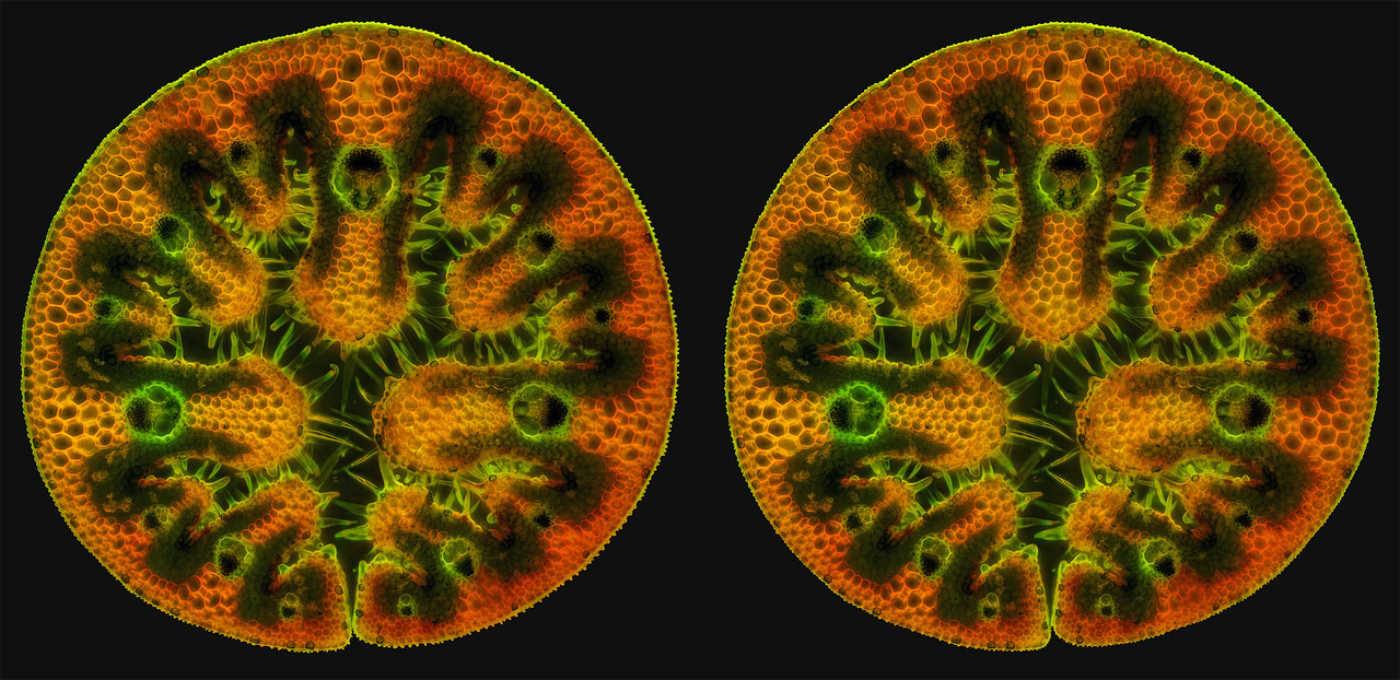 Stereo 3 5 Cross TPnd 4K