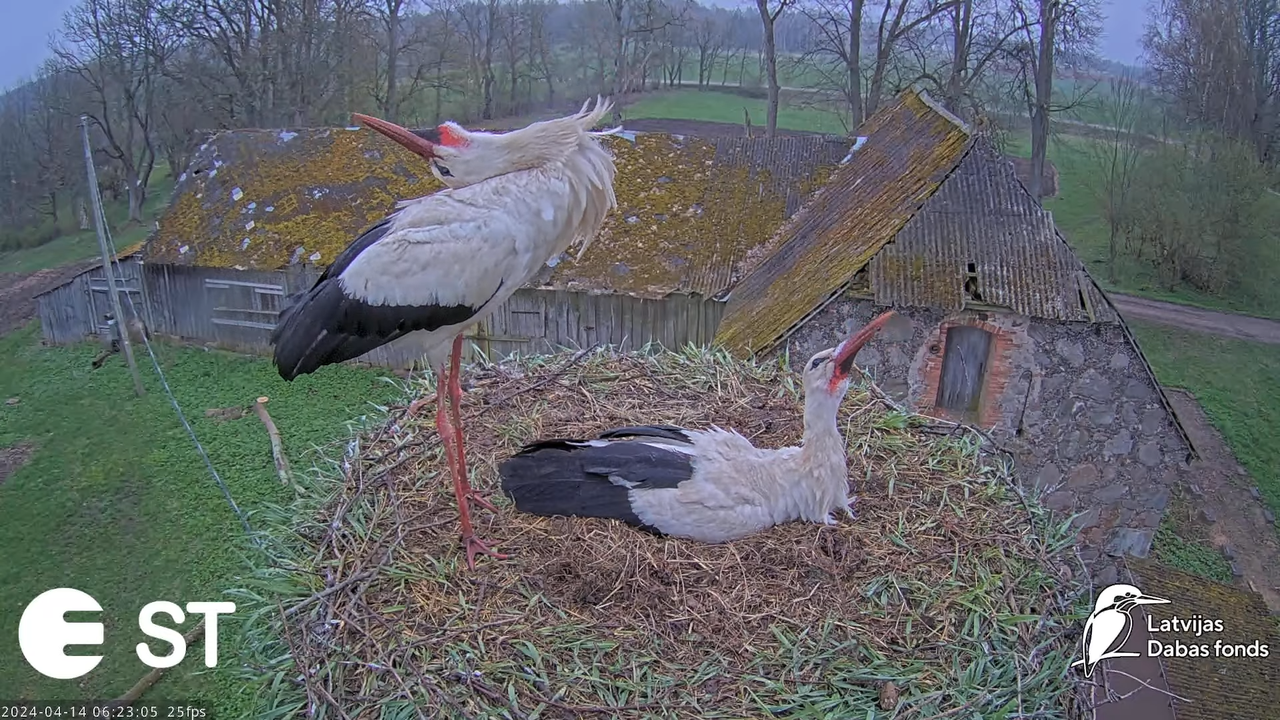 Baltie stārķi (Ciconia ciconia) Tukuma novadā - LDF tiešraide __ White storks in Tukums, Latvia 10-1