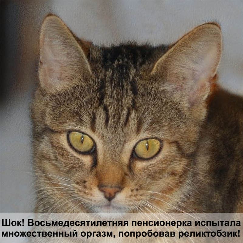 тикированный окрас британских кошек