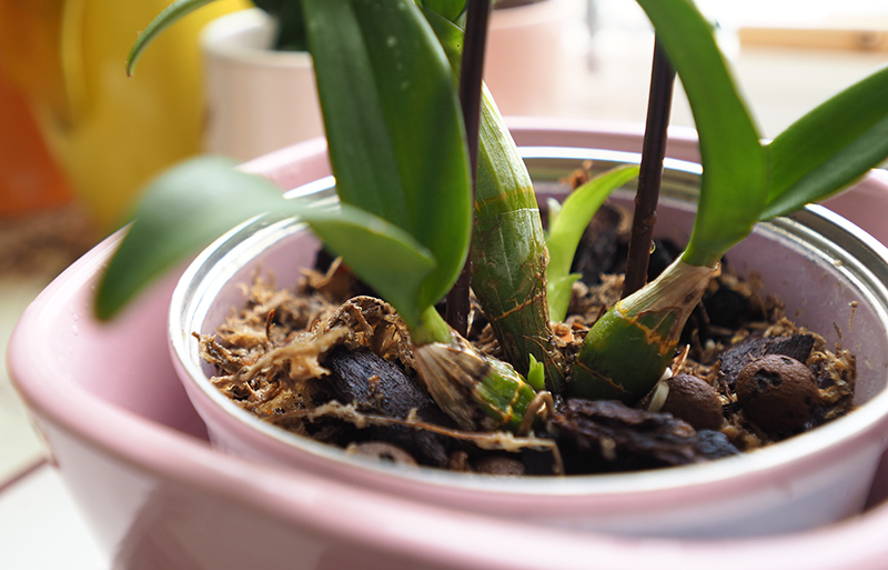 [Image: P3210048.jpg]