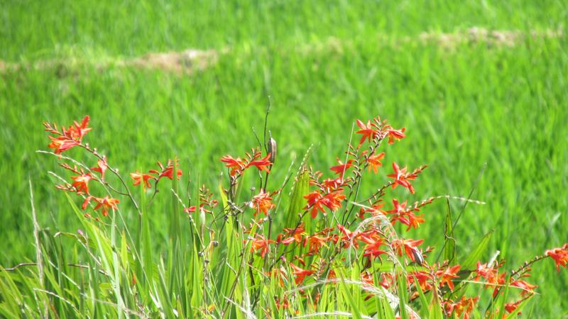 IMG-0989