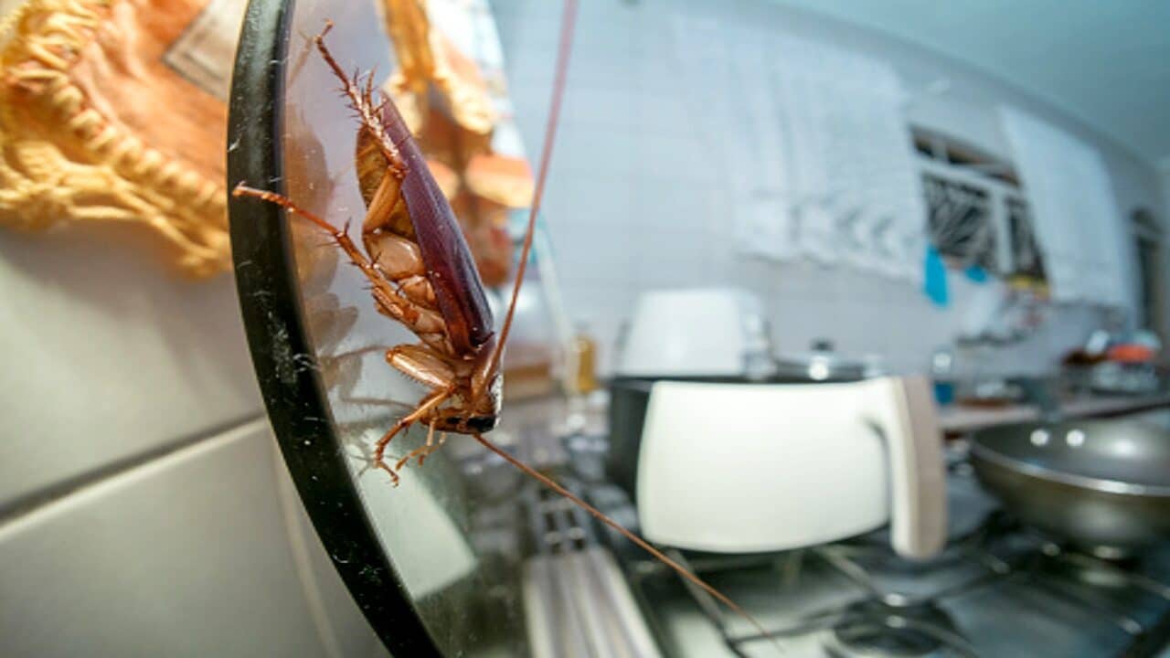 Trucos infalibles para eliminar la plaga de cucarachas de tu cocina