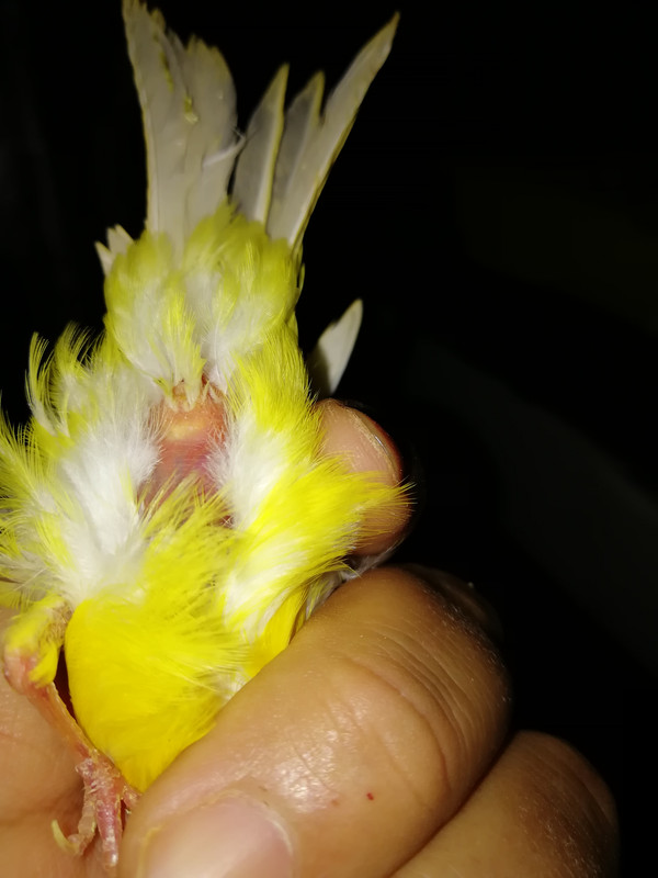 صورة