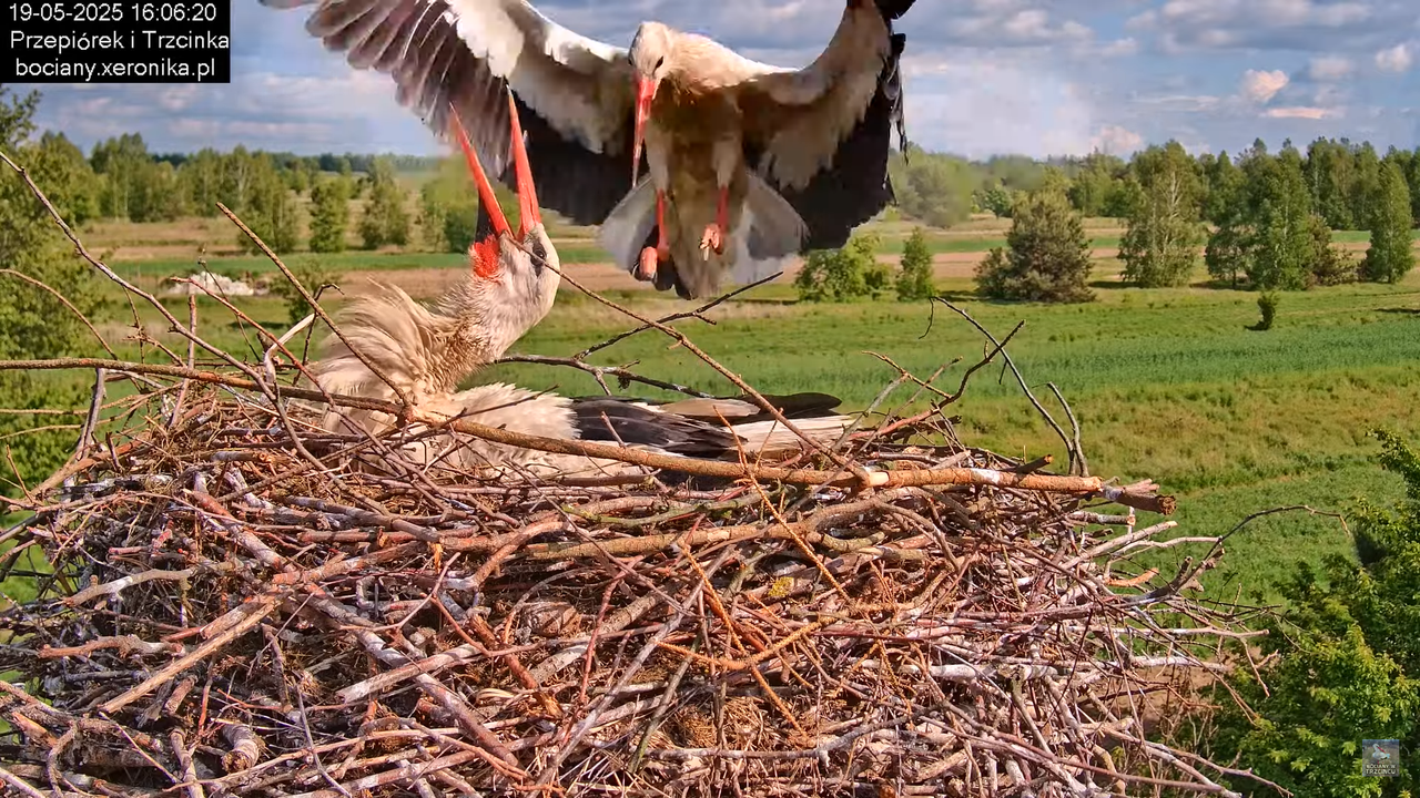 19052025bociany24