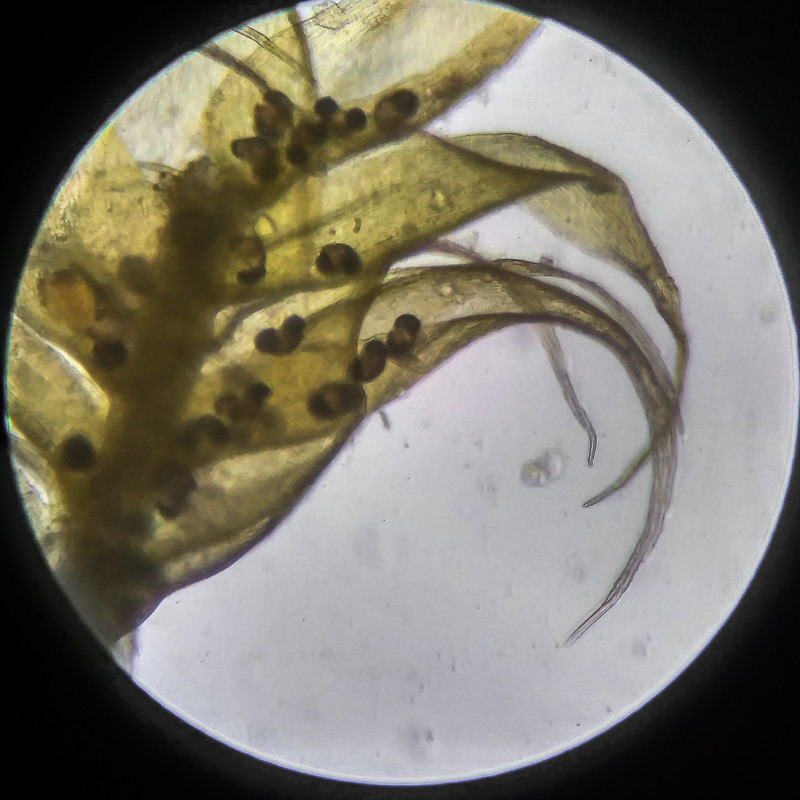 IMG 20250614 203537 HDR