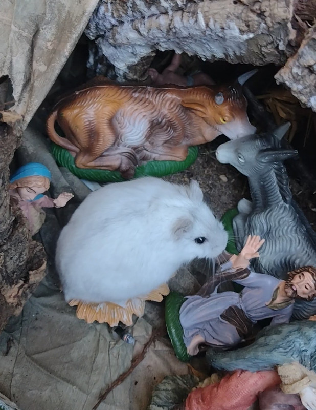 VID_20231224_104133021_exported_9031~3