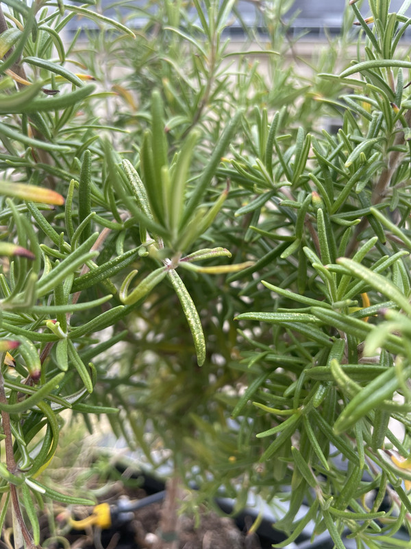 C3B7B6E7-629F-47FD-B1B7-8F84985630D4