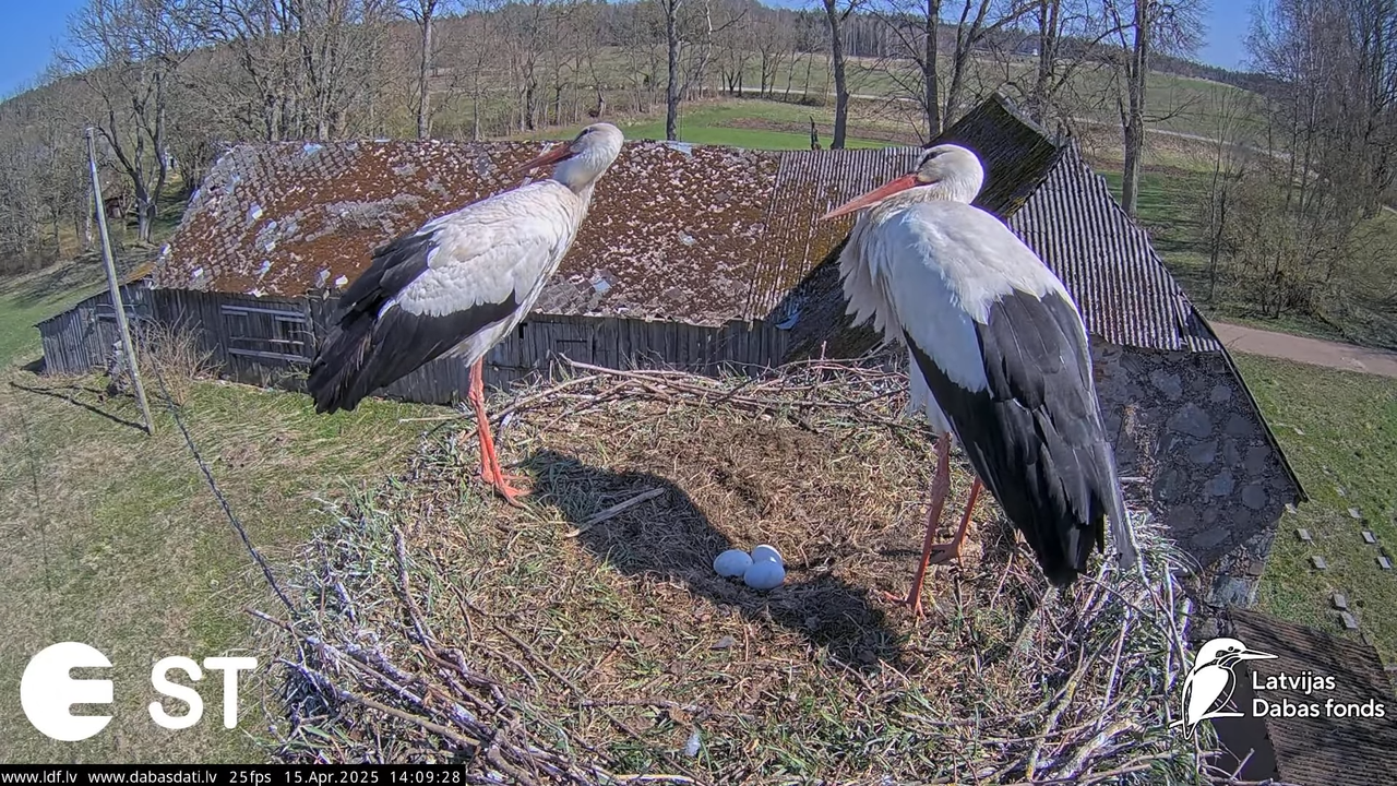 (15) Baltie stārķi (Ciconia ciconia) Tukuma novadā __ White storks in Tukums, Latvia - YouTube - 495