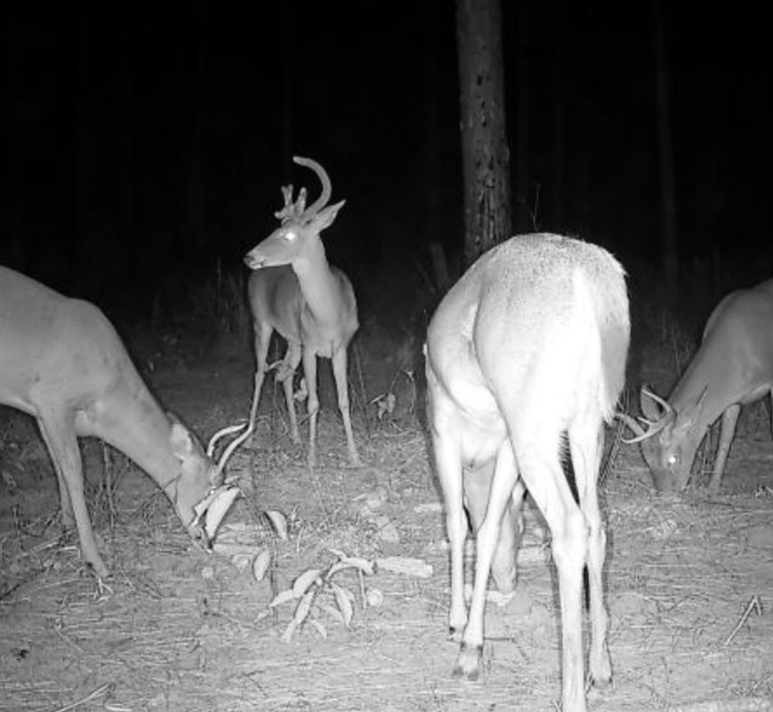 Screenshot_20241027_203729_Reveal