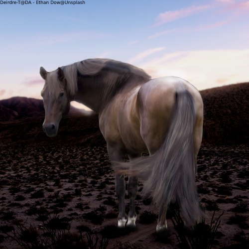 Horse-Avi.jpg