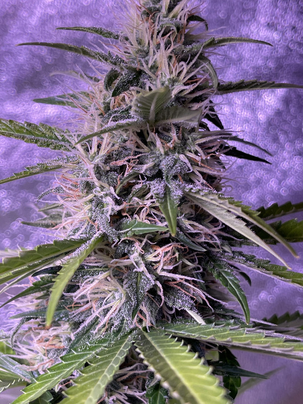 4AACEE55-3982-4977-8F36-8AF0C35B7123