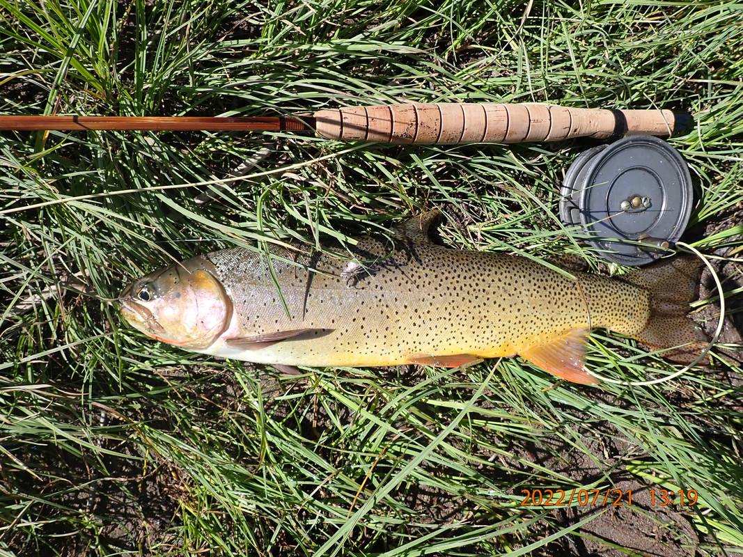 Fine Spotted Cutthroat