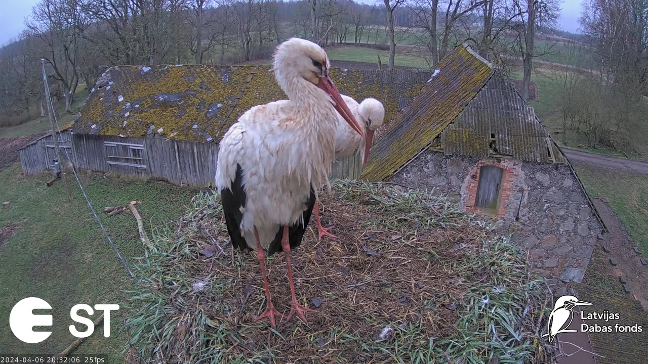 Baltie stārķi (Ciconia ciconia) Tukuma novadā - LDF tiešraide __ White storks in Tukums, Latvia 11-9