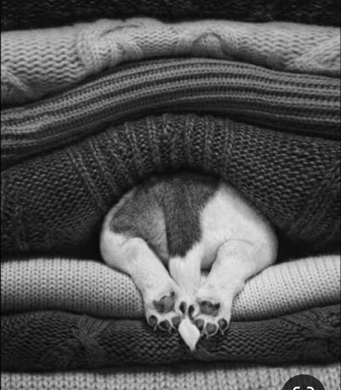 Screenshot_20231119_192831_Pinterest