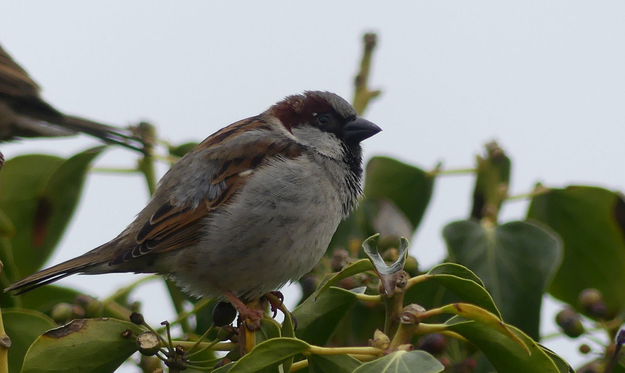SPARROW 7