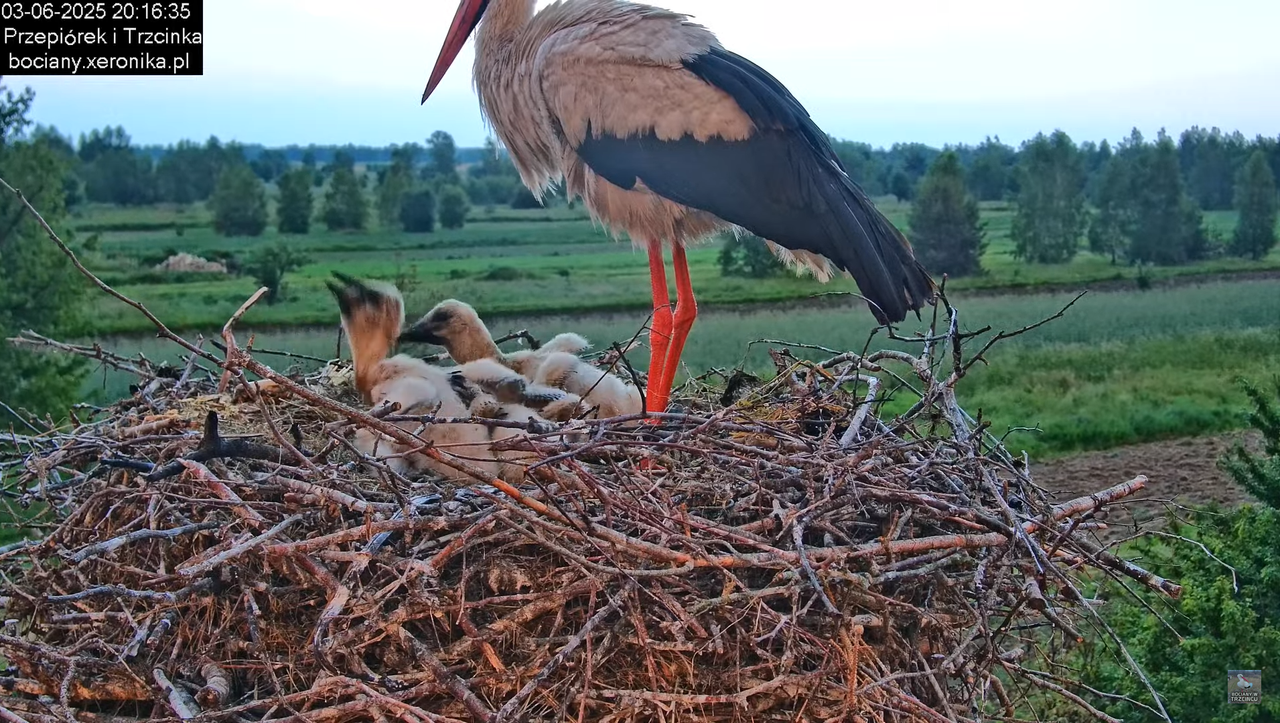 03062025bociany27