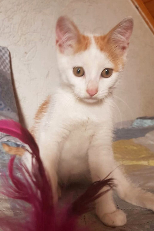 Изображение WhatsApp 2025-06-30 в 11.20.19_a378defb