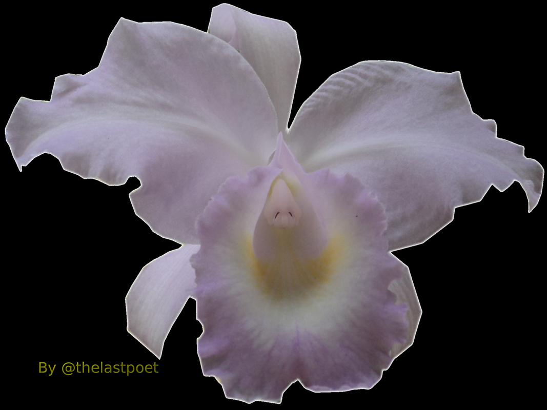 orchid bacgraun black