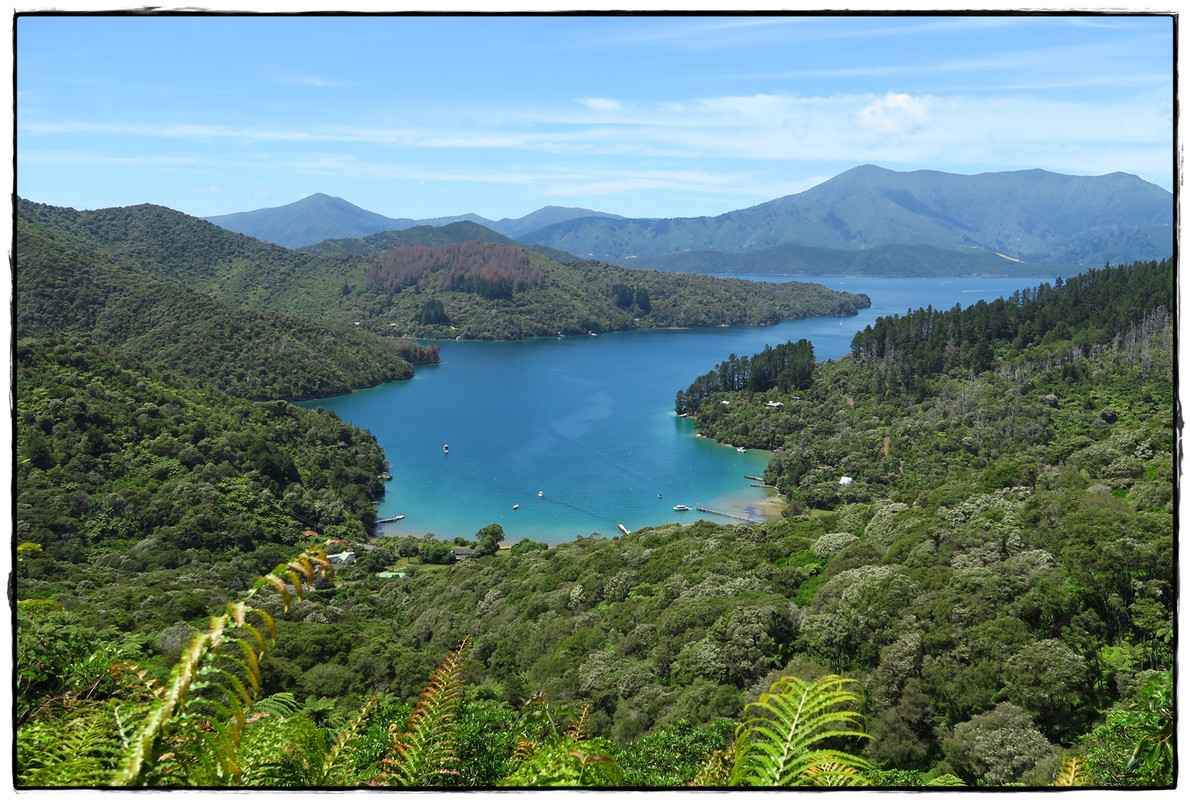 Escapadas y rutas por la Nueva Zelanda menos conocida - Blogs of New Zealand - Escapada a Picton (diciembre 2017): Queen Charlotte Track (12)