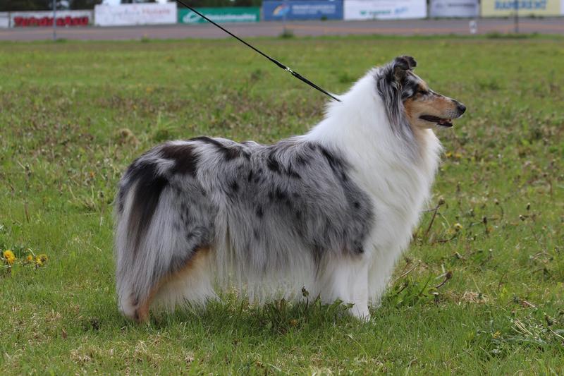 Pitk&auml;karvainen collie, Windy Forest´s Something Blue